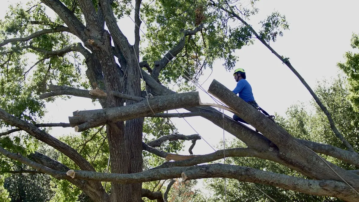 Professional Crown Thinning performed by certified arborists in Chaplin