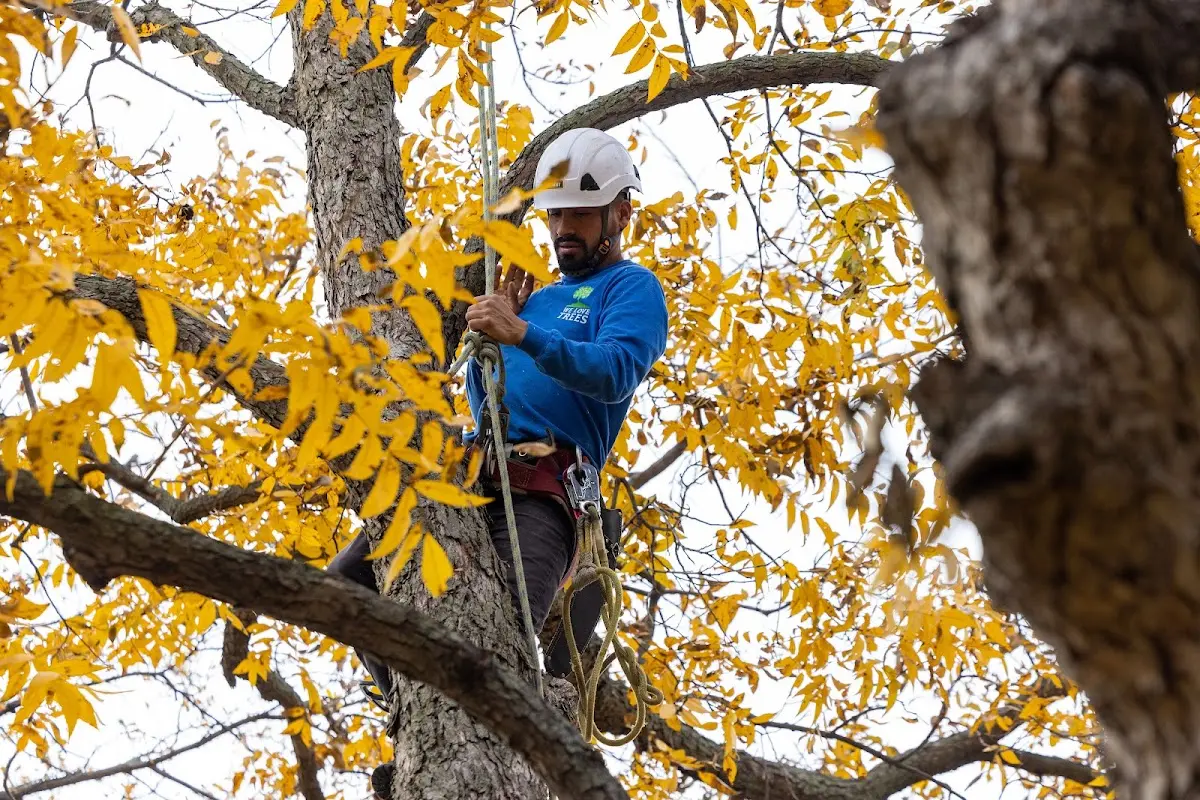 Skilled Storm Damage Cleanup crew working in Chaplin